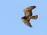 Q0I5320c  Swainson's Hawk (Buteo swainsoni) - intermediate juvenile